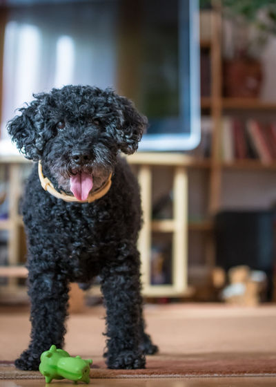 Portrait of poodle sticking out tongue at home