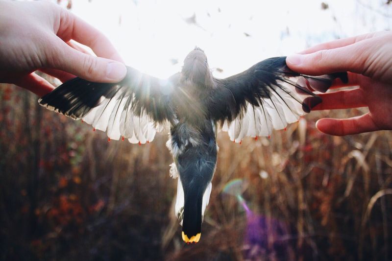 Close-up of hand holding bird flying