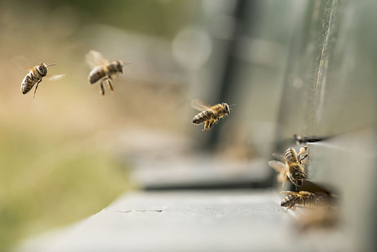 Close-up of honey bees outdoors