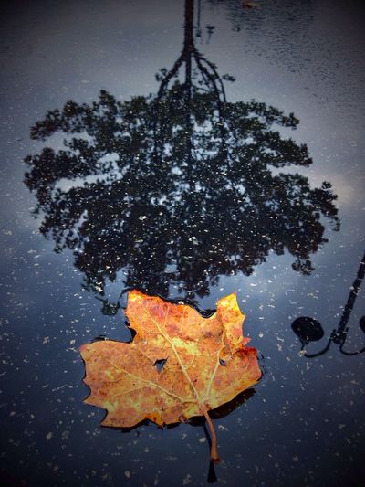 Close-up of maple leaves on water