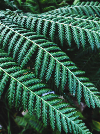 Close-up of fern leaves