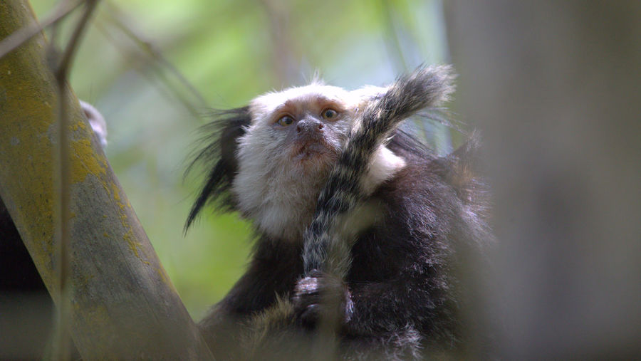 Portrait of a monkey