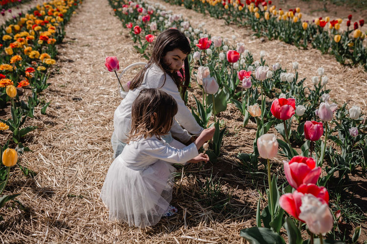 Two girls in white sitting in the tulip field picking flowers