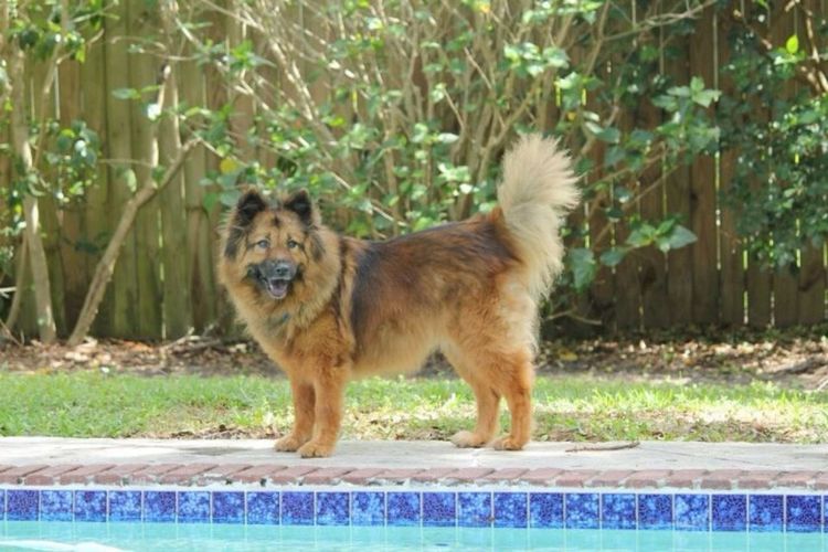 Close-up of dog