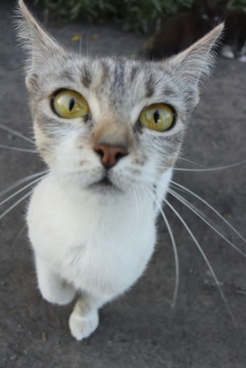 Portrait of cat