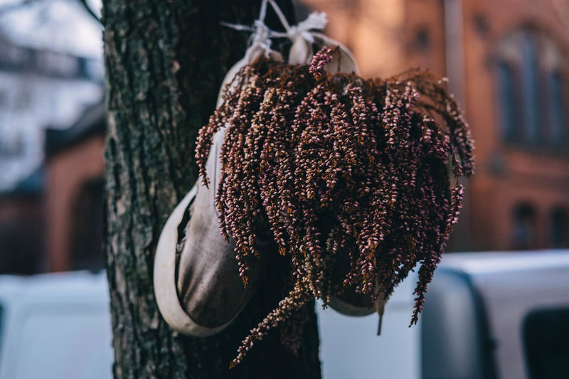 Close-up of plants in abandoned shoes hanging from tree