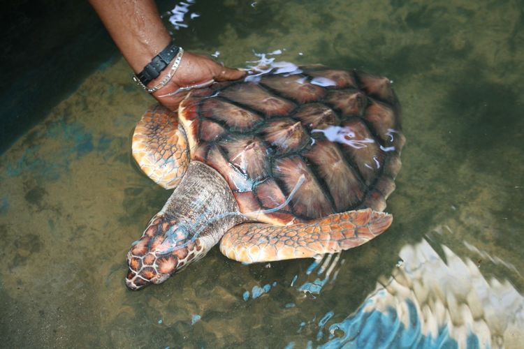 Cropped hand of man touching turtle in pond