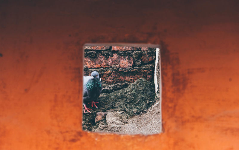 Pigeon seen through small window on wall