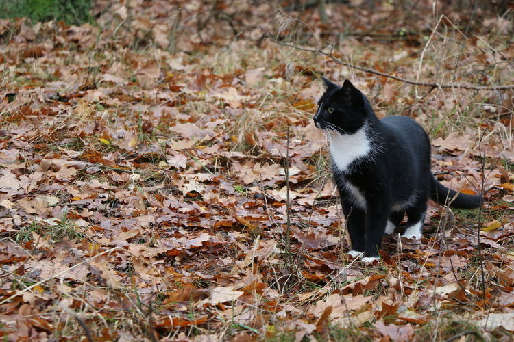 Cat sitting on field during autumn