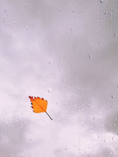 Close-up of wet glass window against orange sky