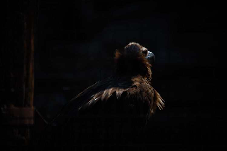 Close-up of vulture at zoo