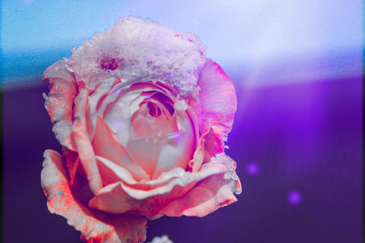 pink