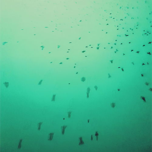 Flock of fish swimming in sea