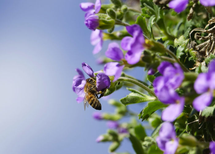 Close-up of bee pollinating on purple flower against sky