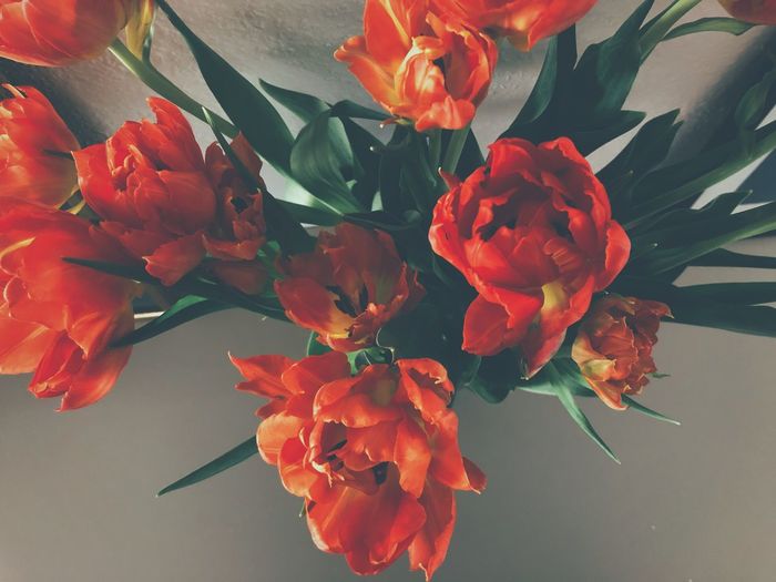 Close-up of red rose flowers in vase