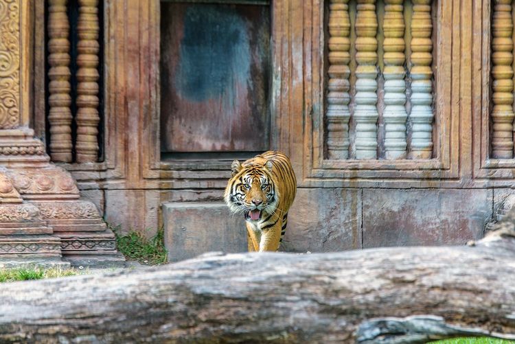 Tiger by window on door