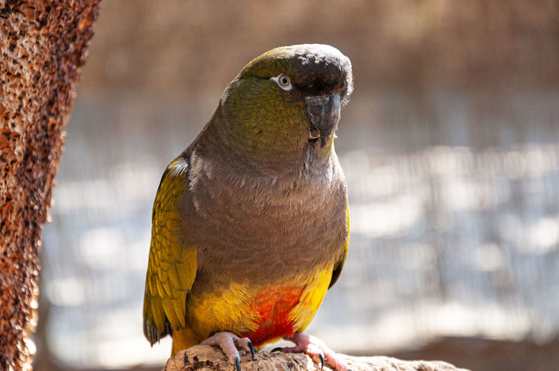 Close-up of parrot perching outdoors