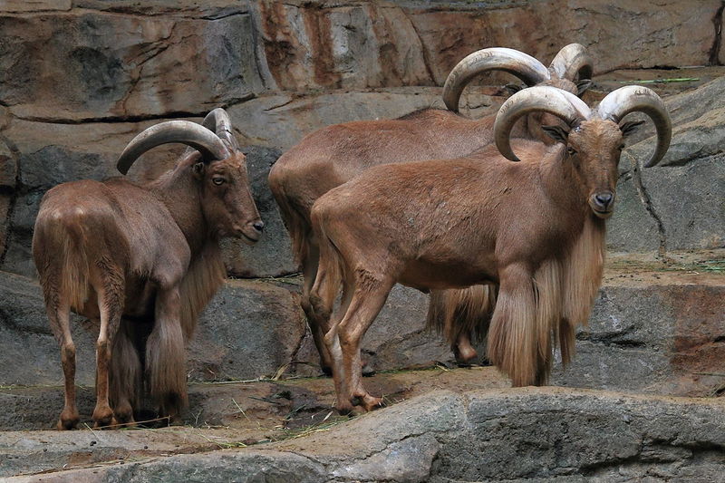 Group of mountain goat standing in a field