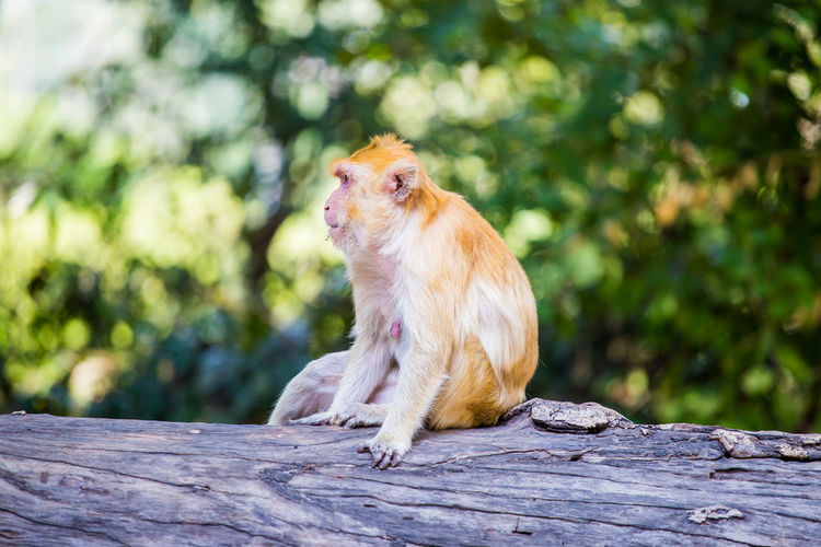 Monkey sitting on wood