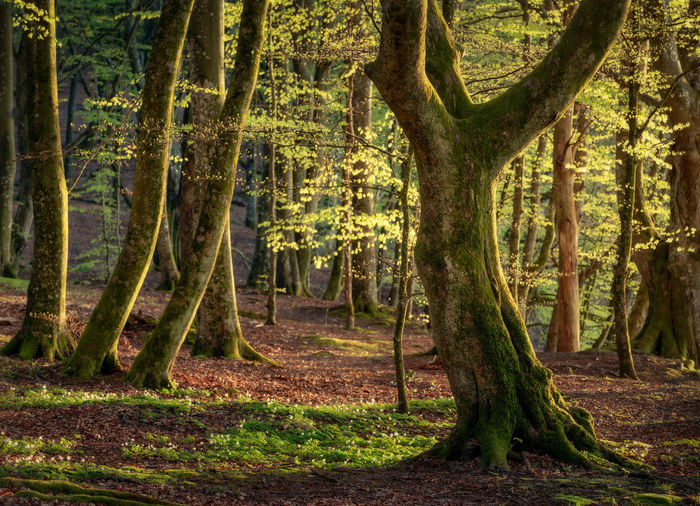 Trees in forest