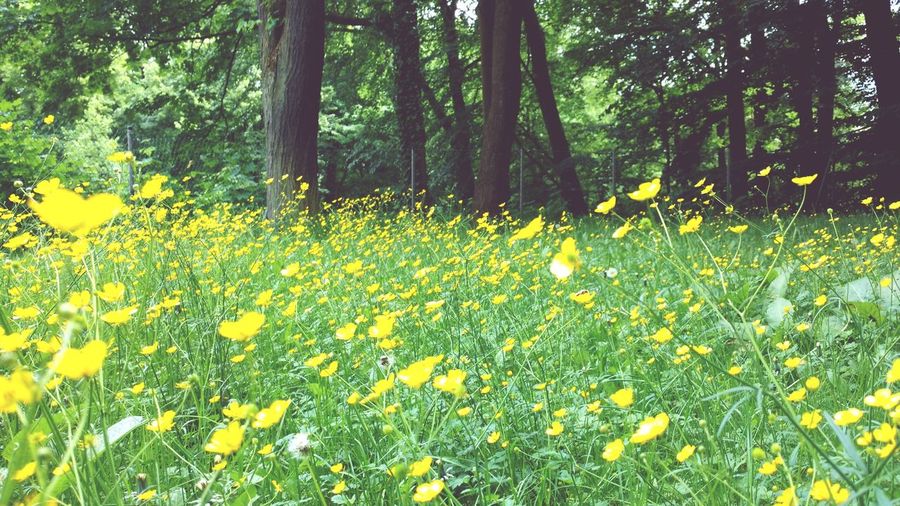 Yellow flowering plants on field