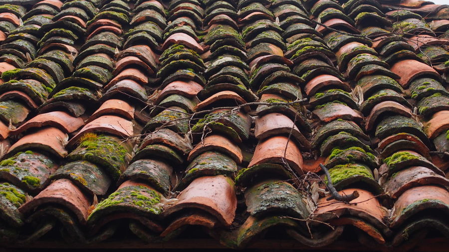 Moss growing on tiled roof