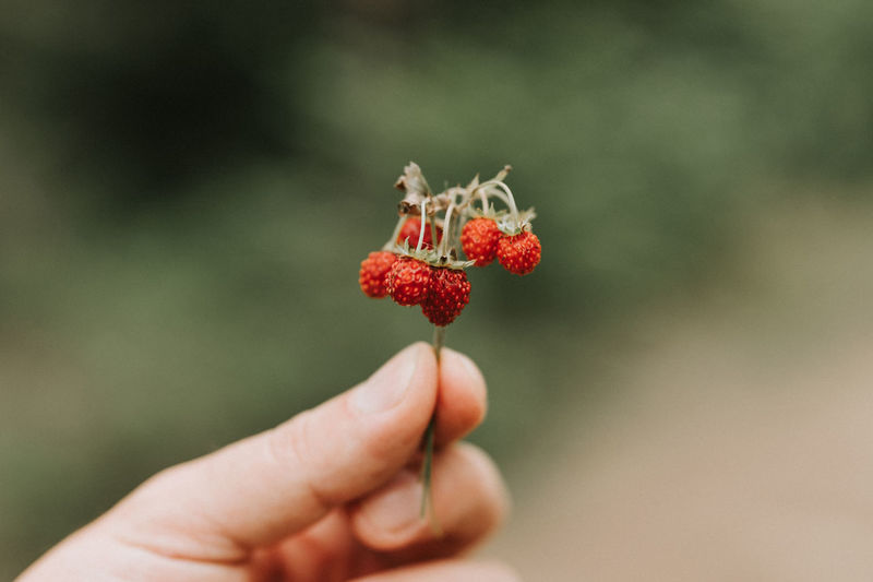 Noisy grainy effect photo of sprig of wild berry strawberries in man's hand holds