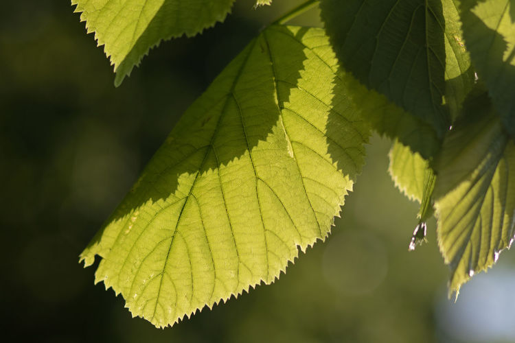leaf