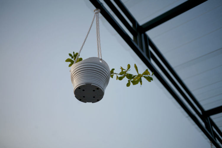 Low angle view of potted plant hanging against sky