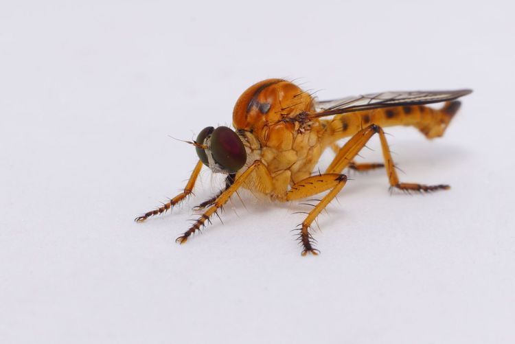 Close-up of insect over white background