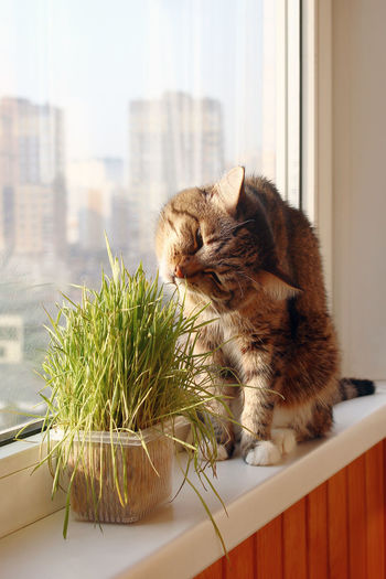 Portrait of brown and white tabby cat sitting near to window and eating pet grass.