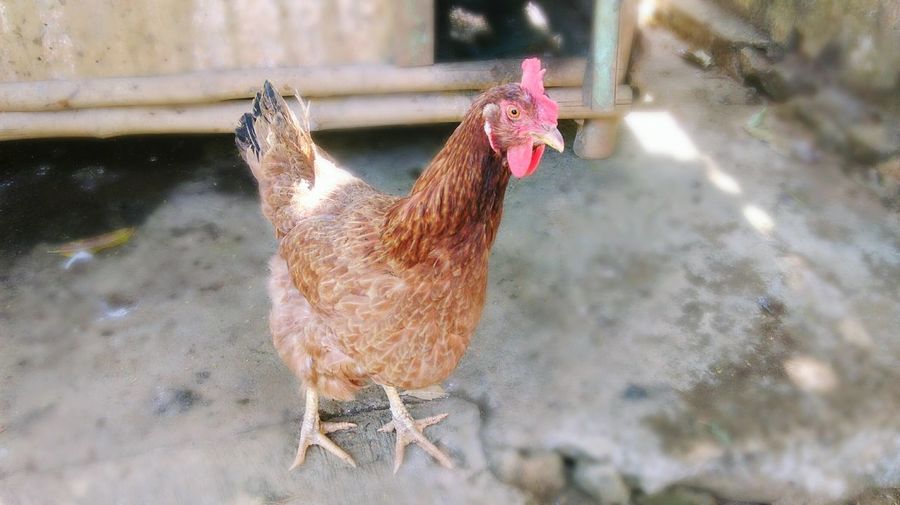 High angle view of chicken at farm