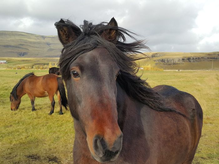 Icelandic horses on field against cloudy sky