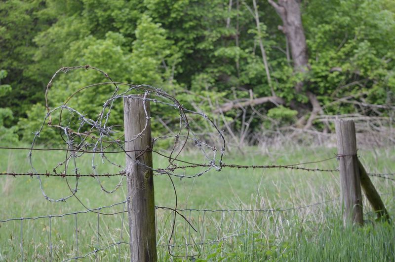 Barbed wire fence on grassy field