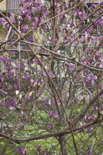 plant