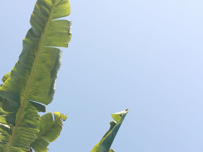 Low angle view of leaves against clear sky