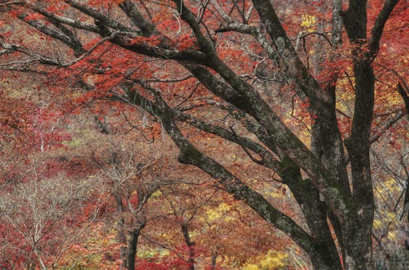 Full frame shot of autumnal trees