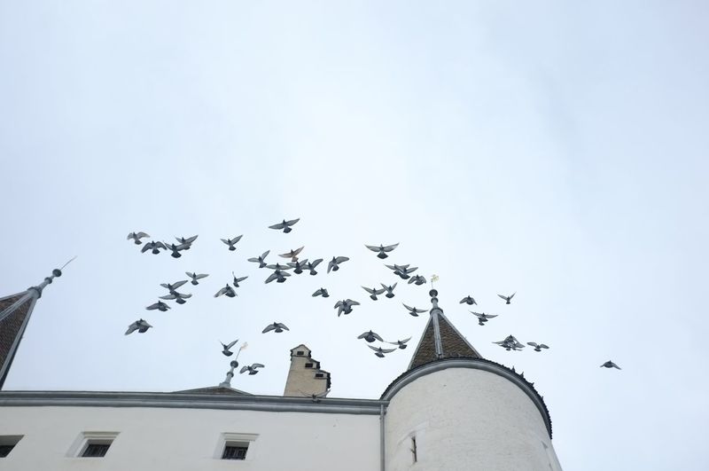 Flock of birds flying over building against sky