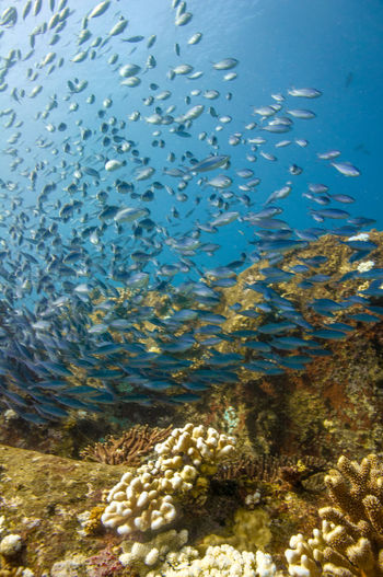 Fish swimming in sea