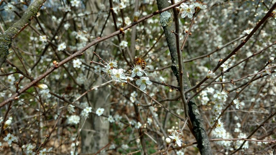 Close-up of white flowering plant in winter