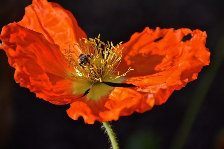 Close-up of poppy flower blooming outdoors 