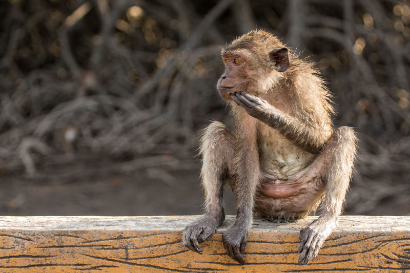 Long-tailed macaque sitting on railing in zoo