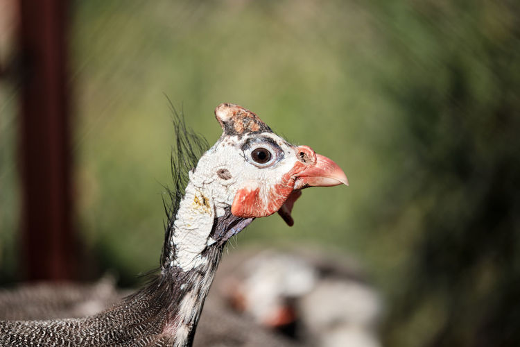Featherless turkey chick on the depth background