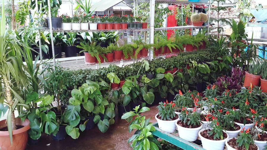Potted plants in greenhouse