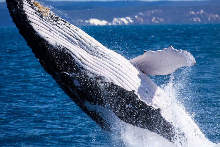 Close-up of whale in sea