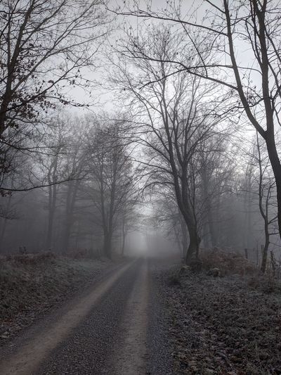 Road amidst bare trees during foggy weather