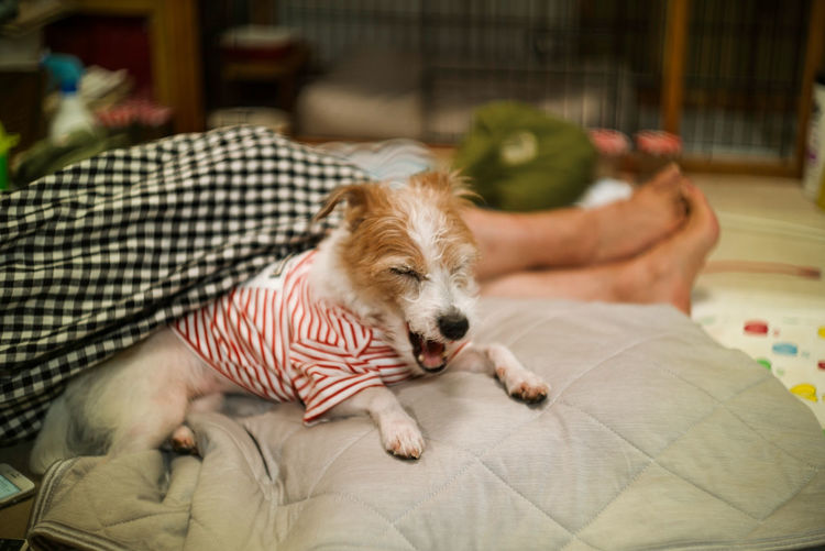 Dog sleeping on bed at home