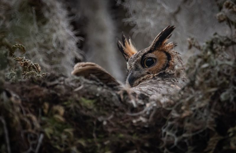 Close-up of owl on tree
