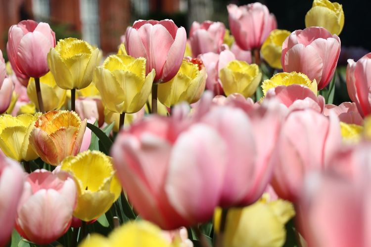 Close-up of colorful tulips