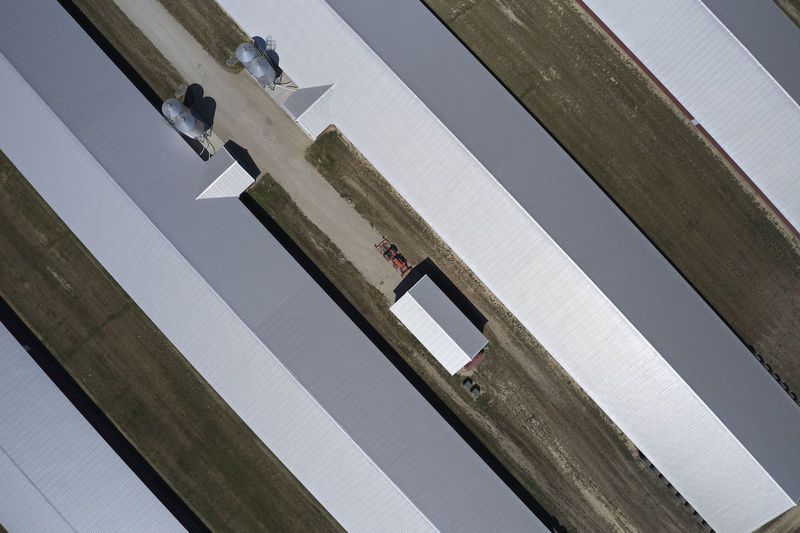 Aerial photo of poultry barns, accomack county on the eastern shore of virginia, usa